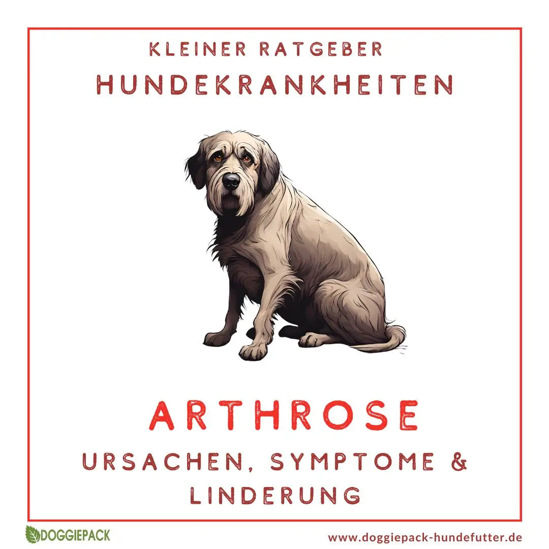 Arthrose beim Hund – Symptome & natürliche Hilfe