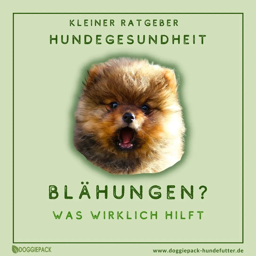 Was bei Blähungen beim Hund hilft!