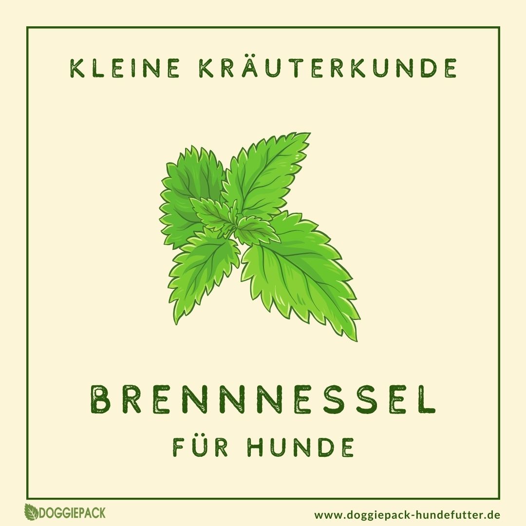 Brennessel für Hunde