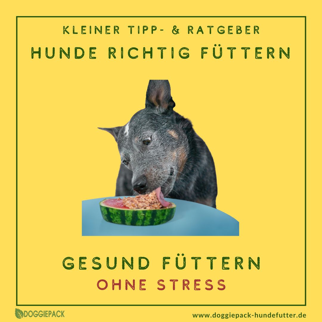 Hunde gesund füttern ohne Stress (1)