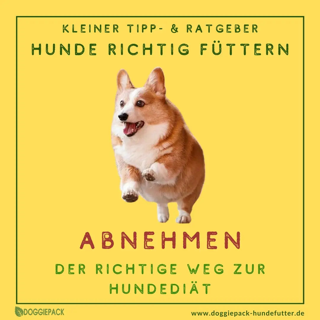 Hund muss abnehmen?