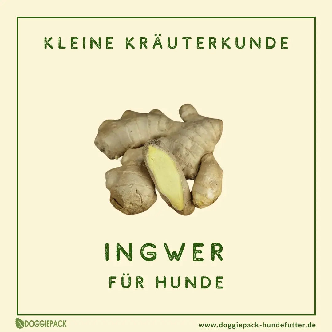 Kräuterküche – Ingwer