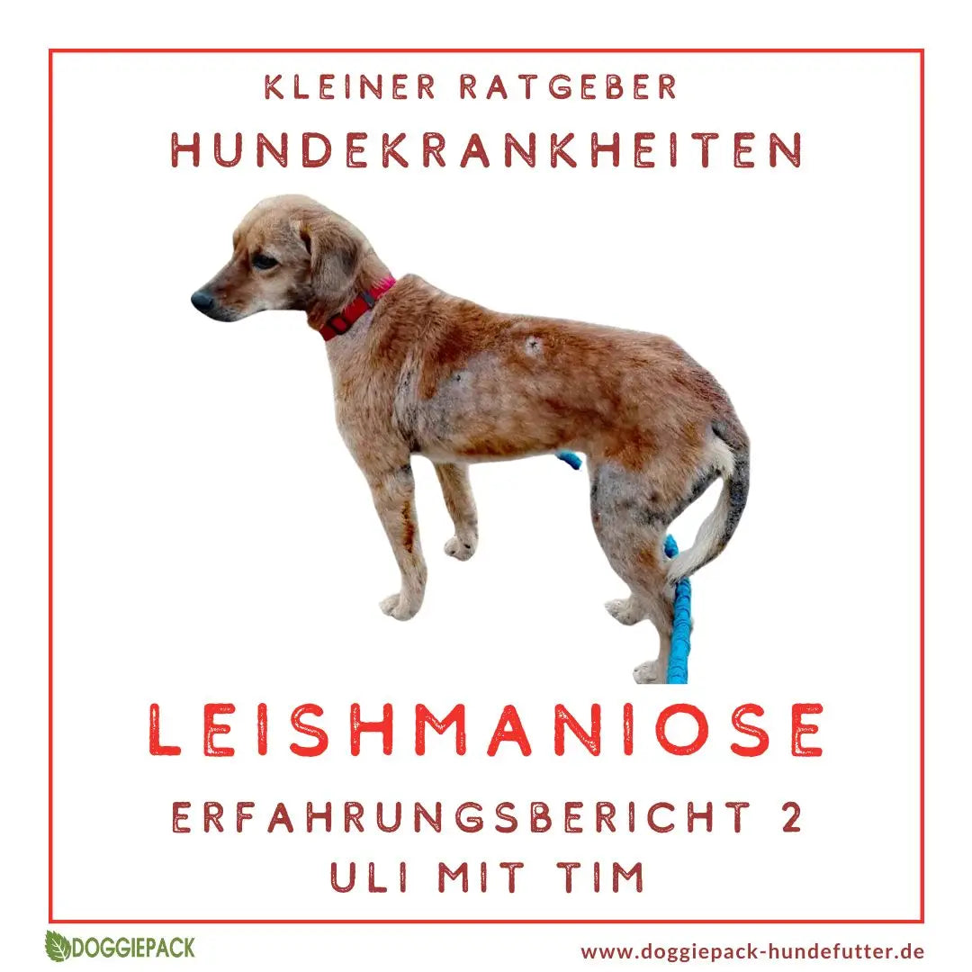Hund mit Leishmaniose – Erfahrungsbericht von Uli und Tim