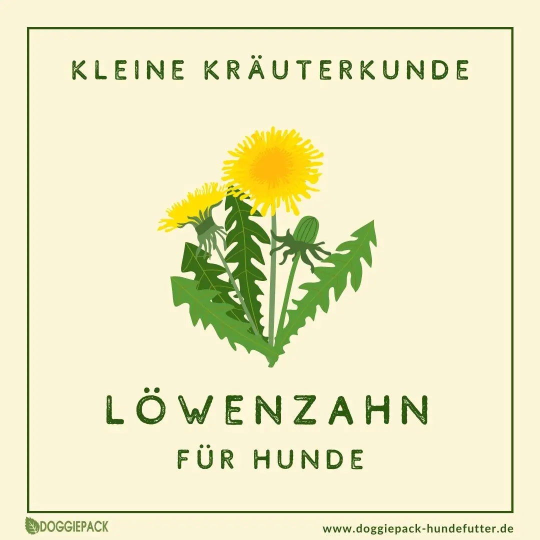 Löwenzahn für Hunde