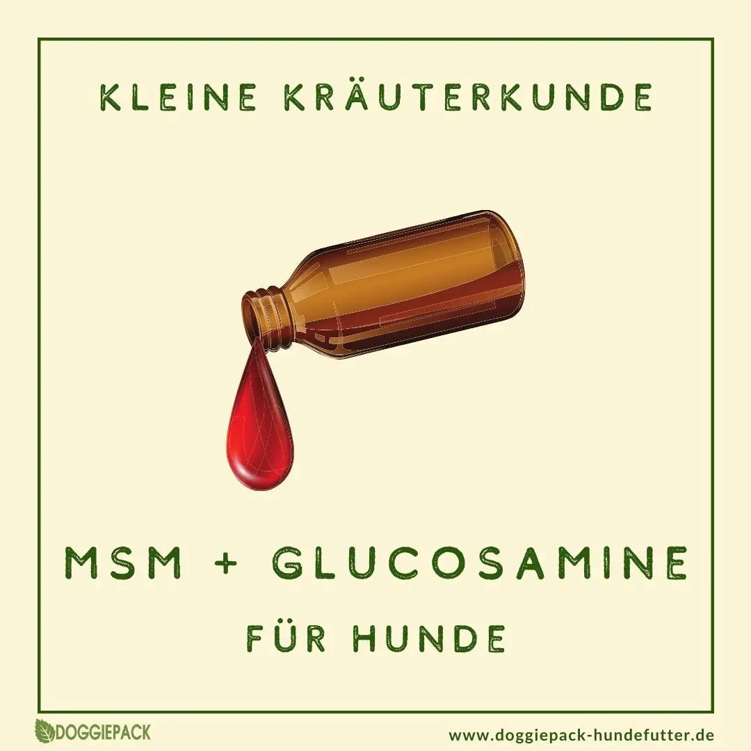 MSM und Glucosamine für Hunde – was ist dran?