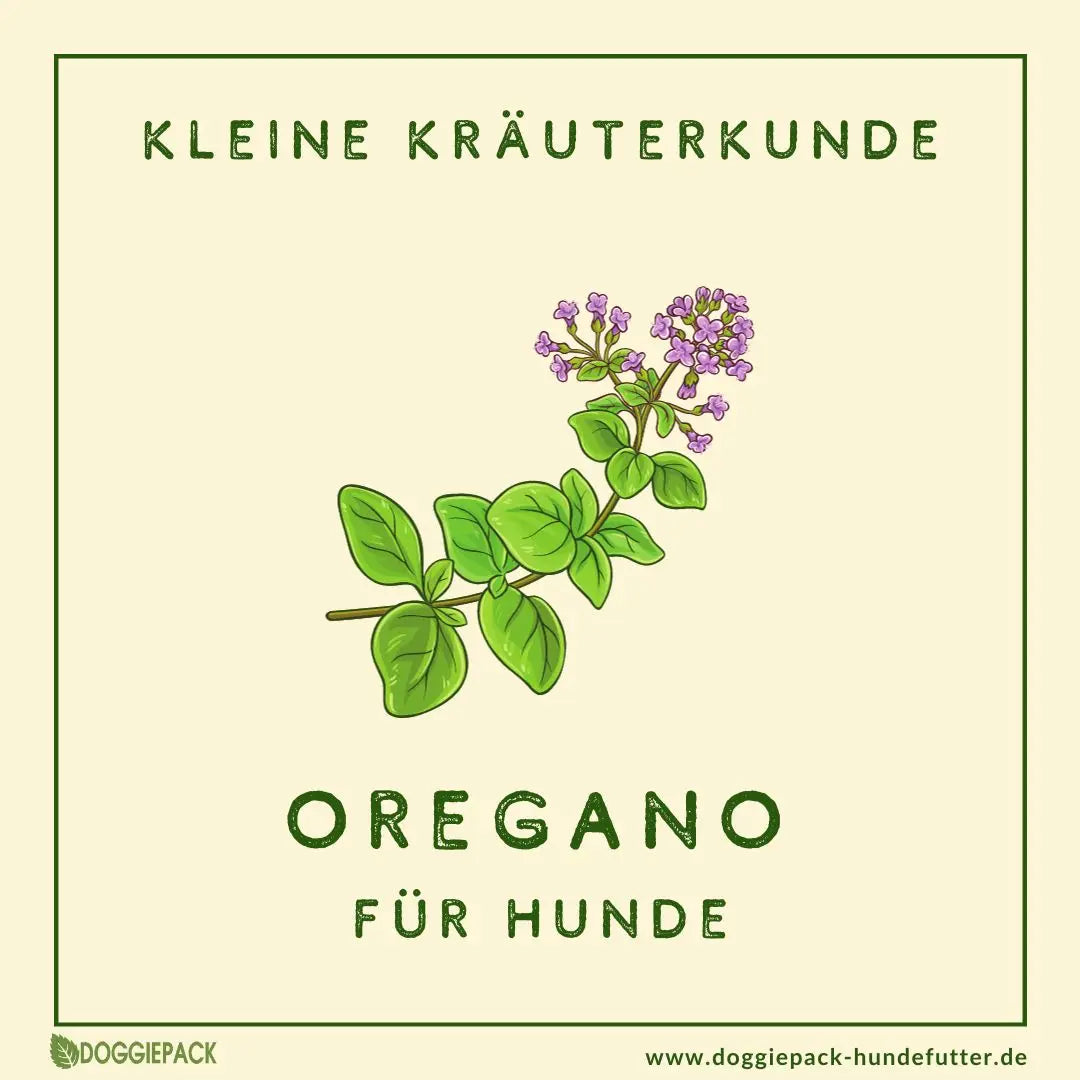 Oregano für Hunde – Superfood, statt nur Gewürz