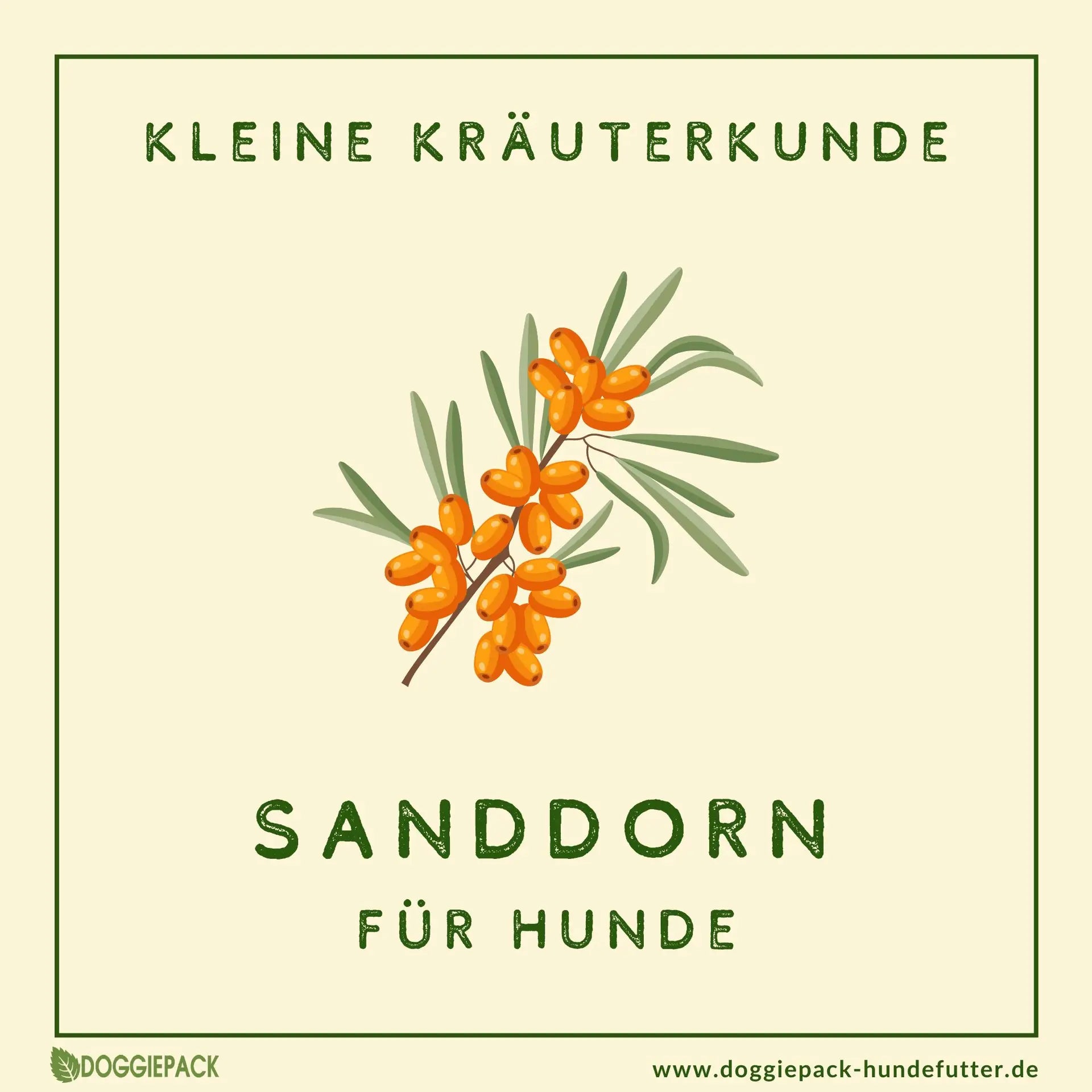 Sanddorn für Hunde