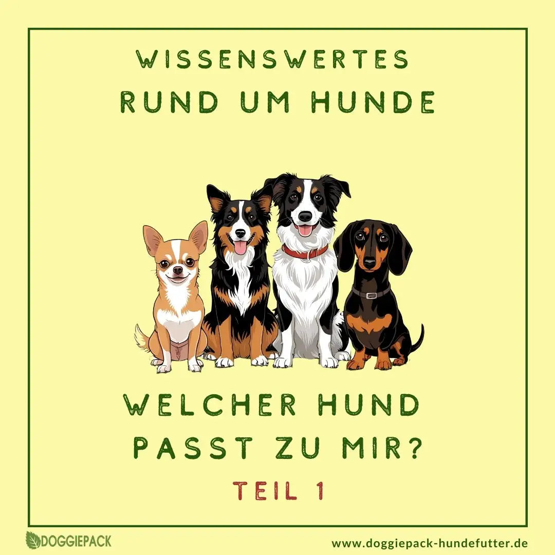 Welcher Hund passt zu mir? Teil 1 -Vor der Anschaffung