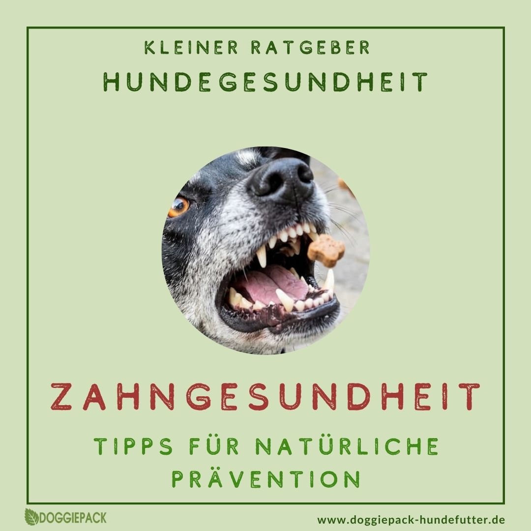 Warum gesunde Zähne und gutes Zahnfleisch für Hunde wichtig sind – mit Tipps für richtige Vorbeugung
