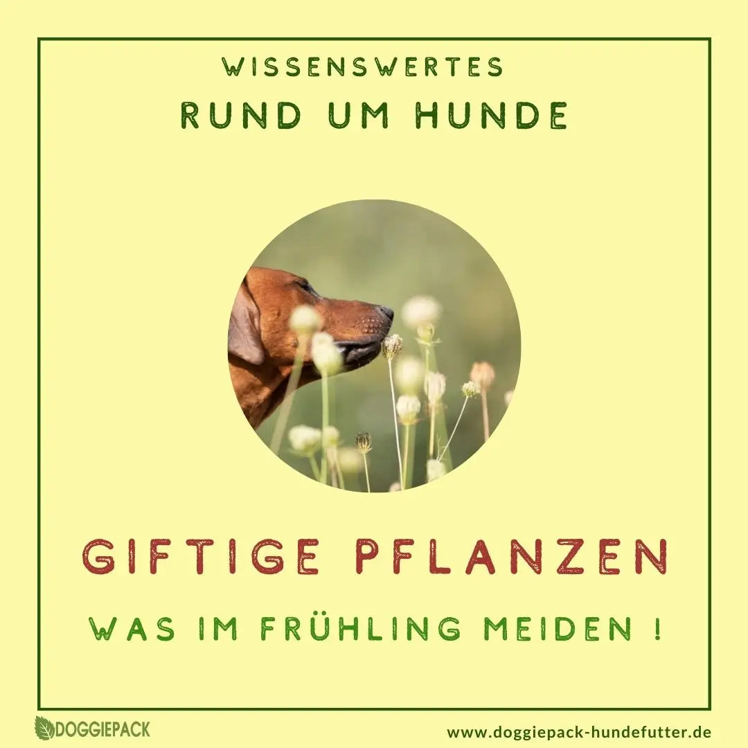 Giftige Pflanzen im Frhling