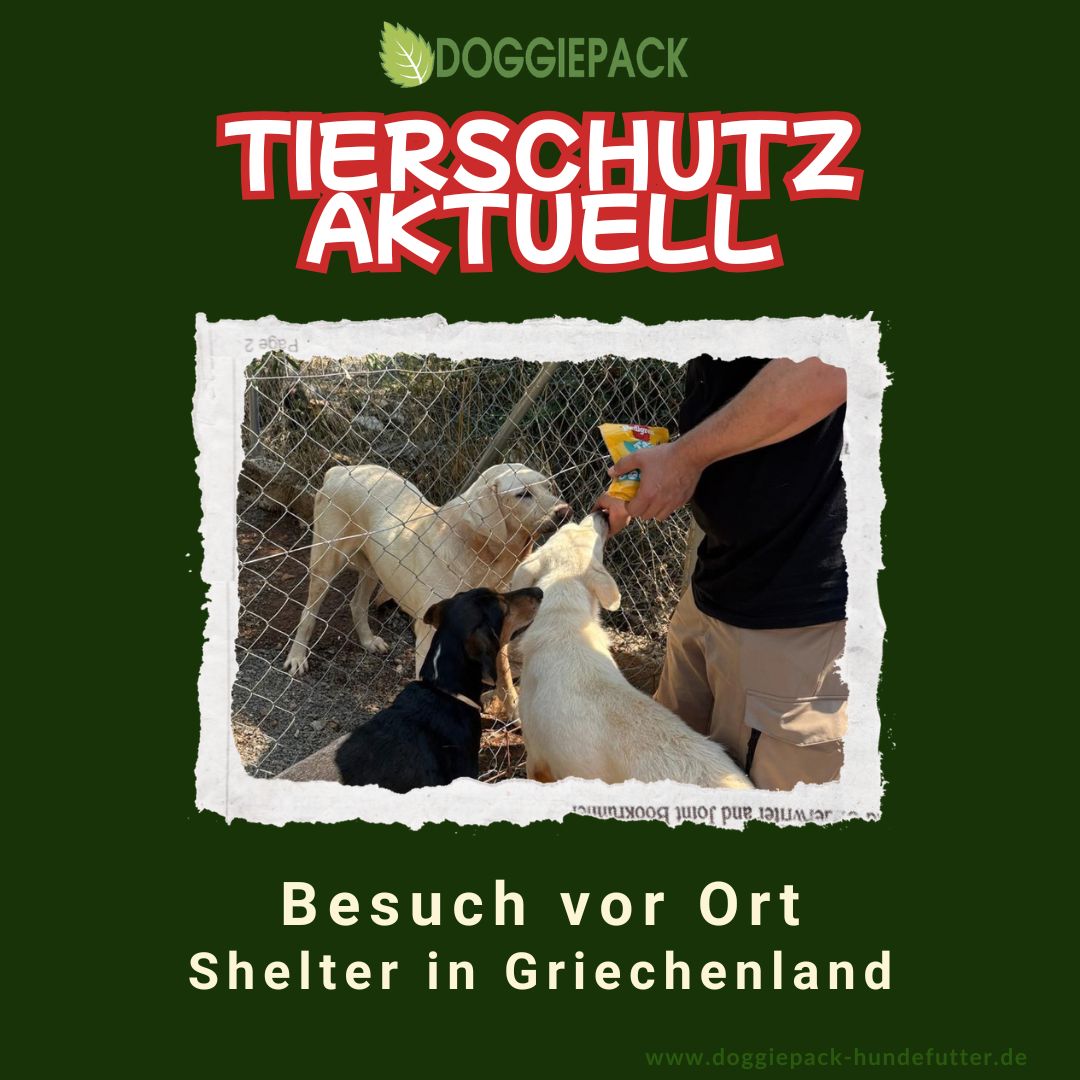 Hilferuf aus den Peleponnes – unsere Zeit beim Tierschutzprojekt Miao Mani