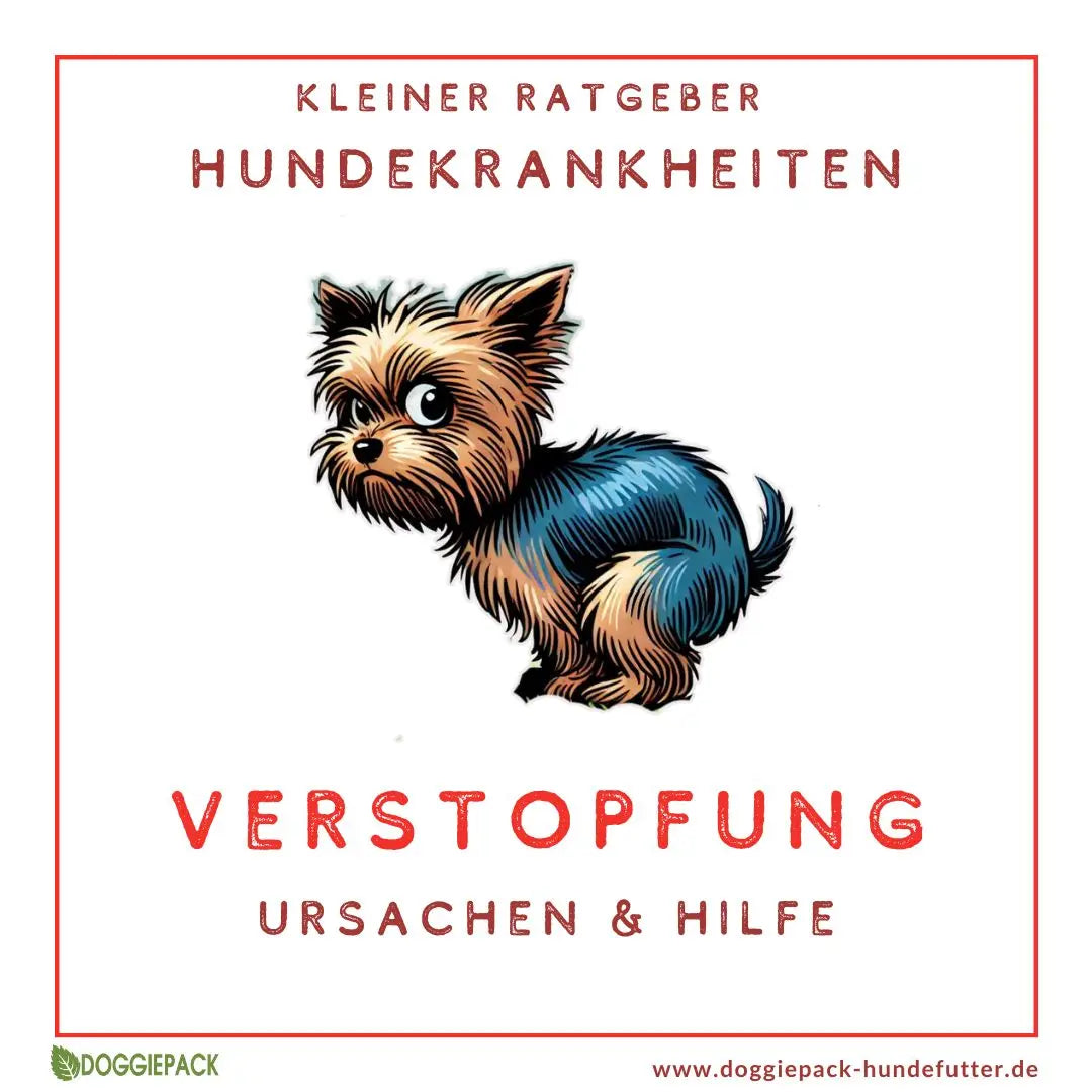 Verstopfung beim Hund: Ursachen und natürliche Hilfe