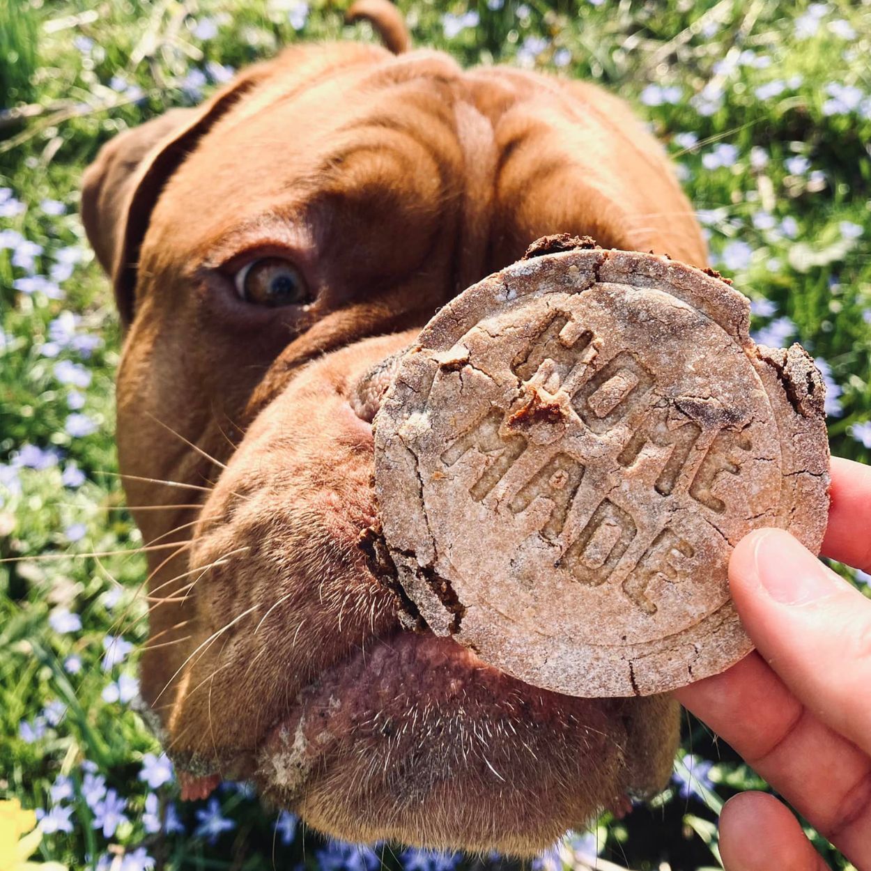 Backmischung Hundekekse Golden Kiss