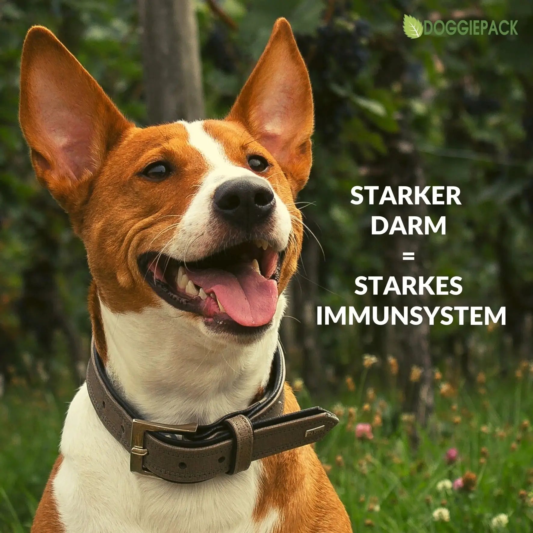 gesunder-darm-gesunder-hund