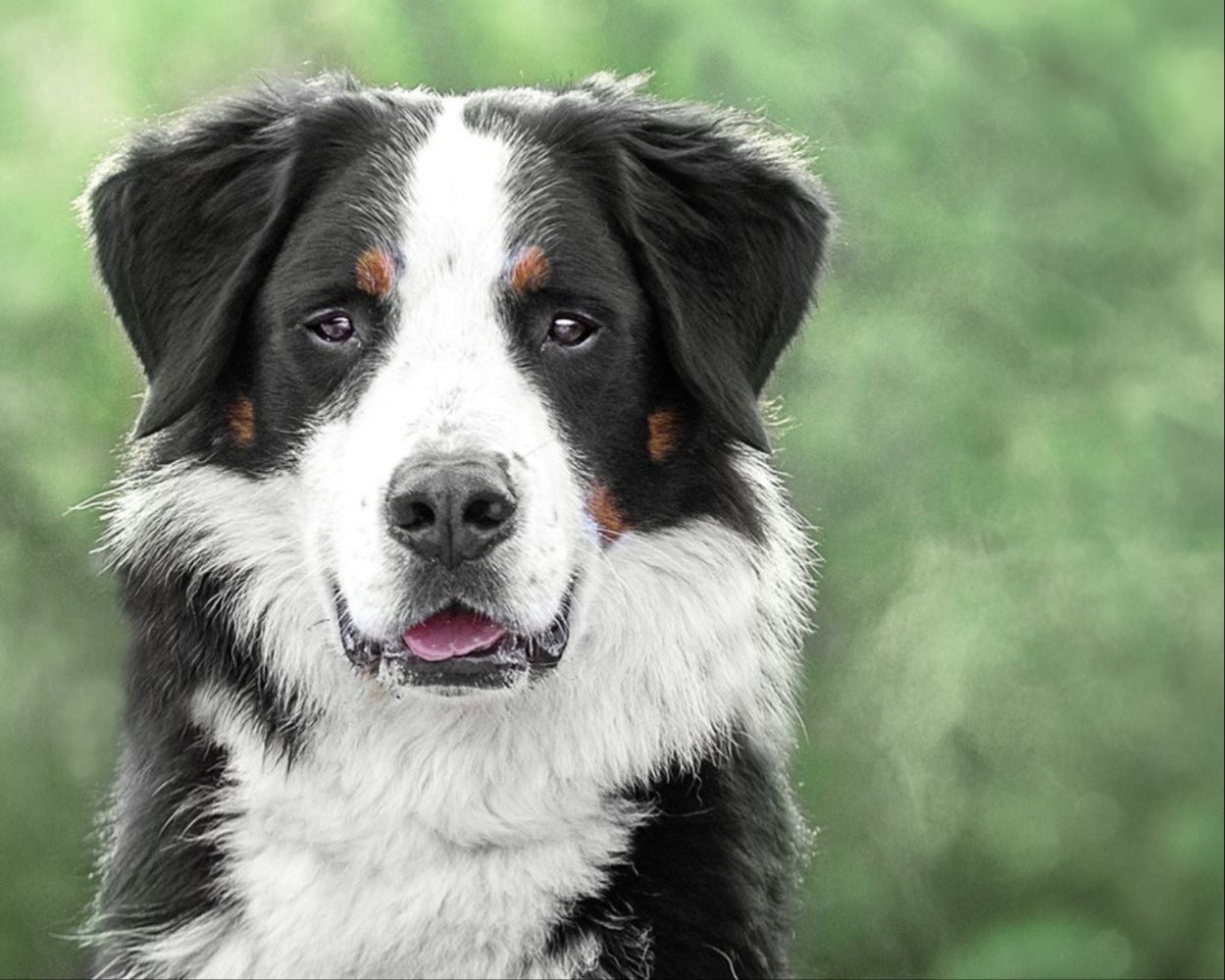 berner-senne-hund