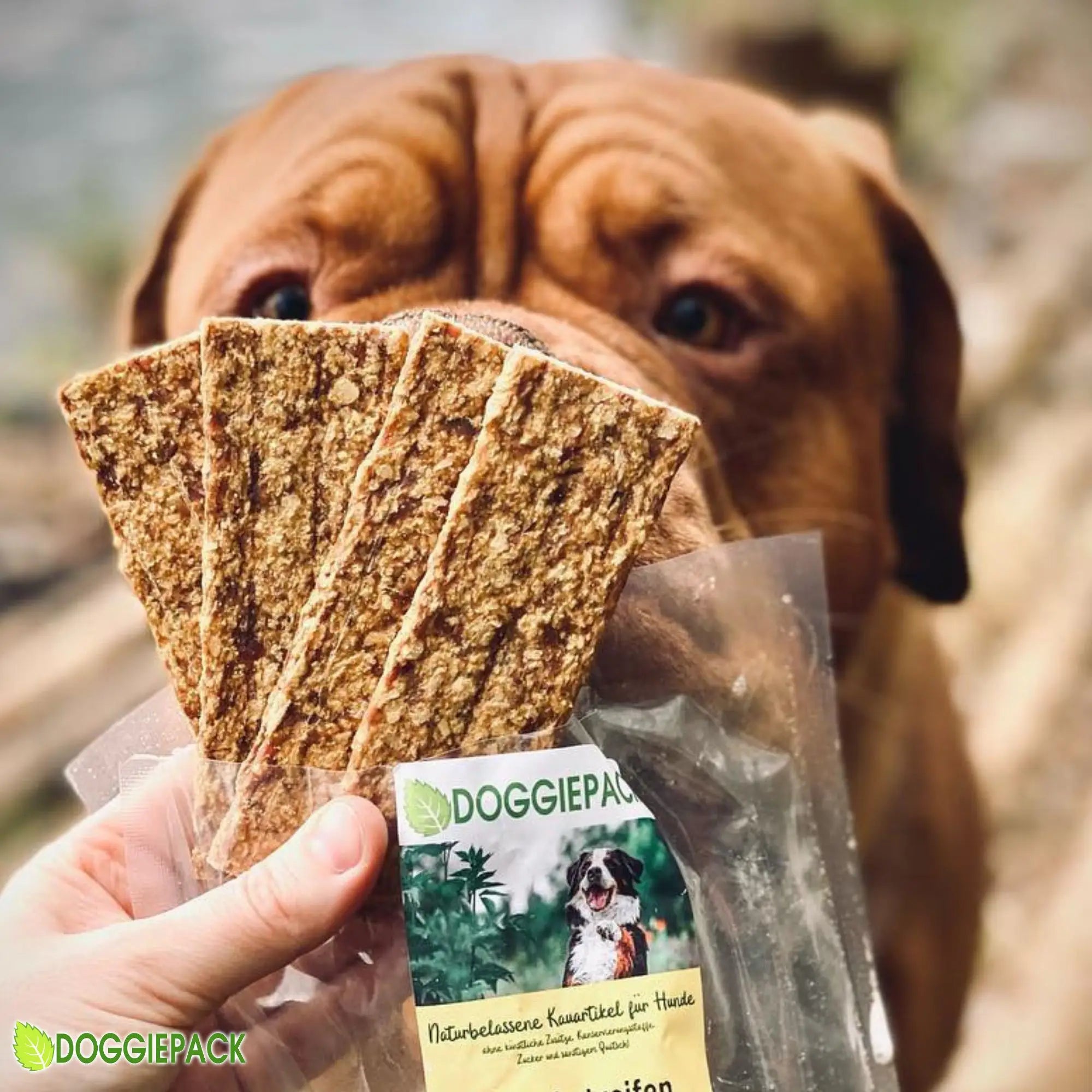 bordeauxdogge-Beau-liebt-unsere-fleischstreifen-mit-ente
