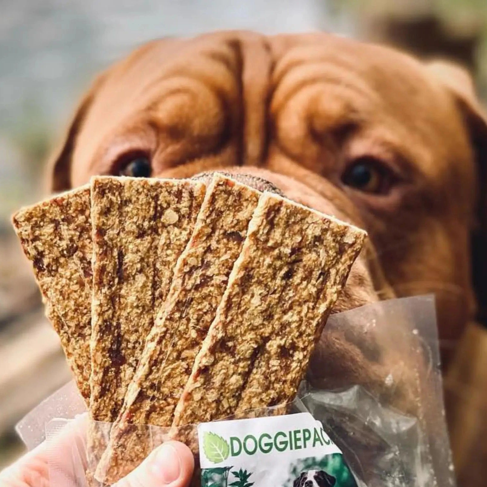 bordeauxdogge-Beau-liebt-unsere-fleischstreifen-mit-ente