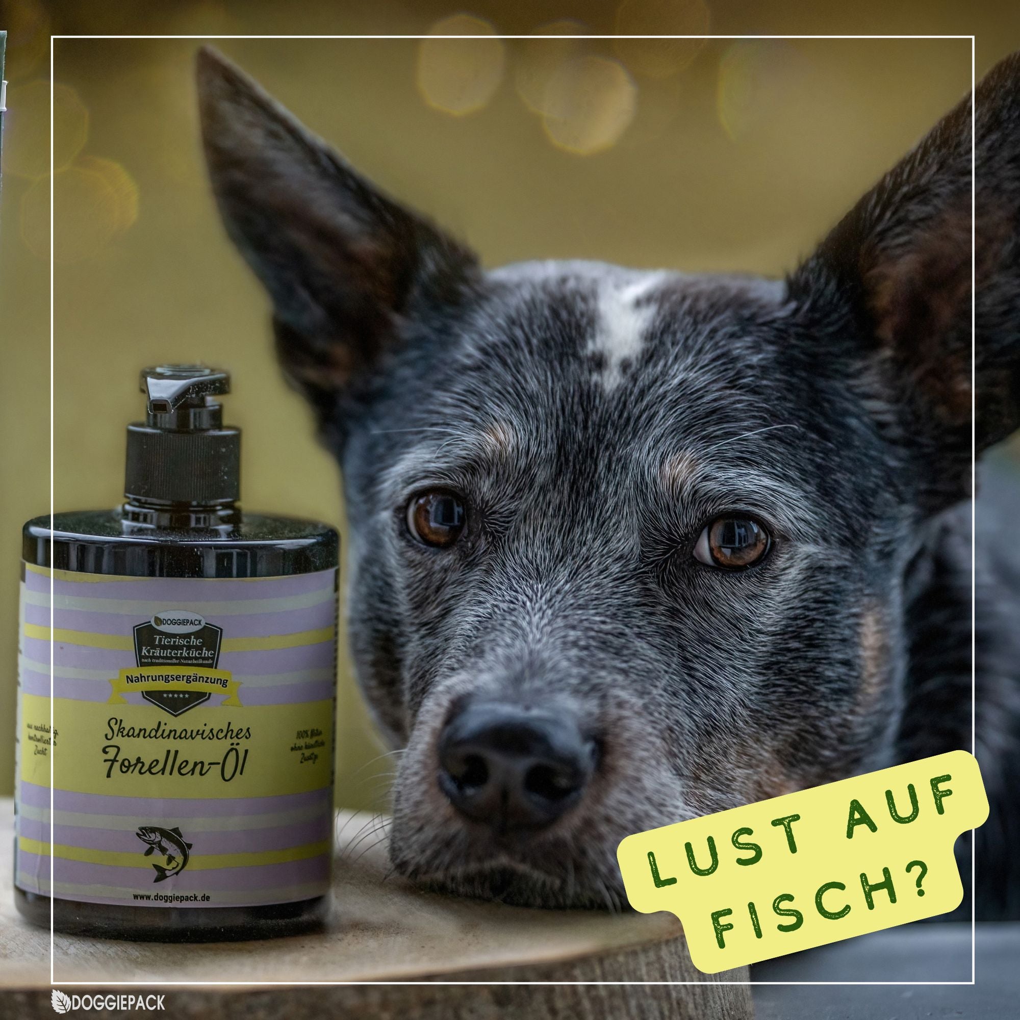 Arthrolix-Pack - Laufen ist Lebensfreude