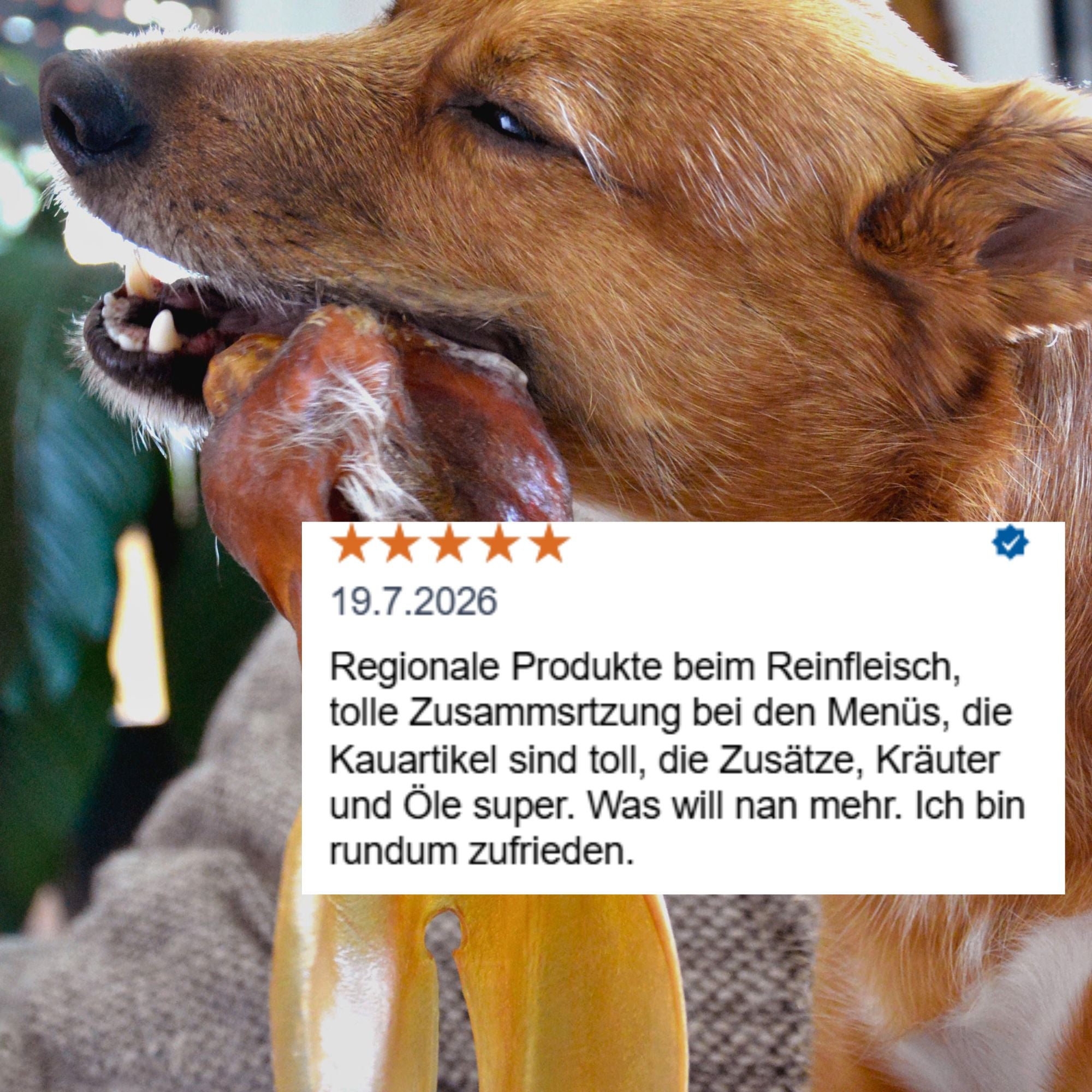 Rinderohr natur