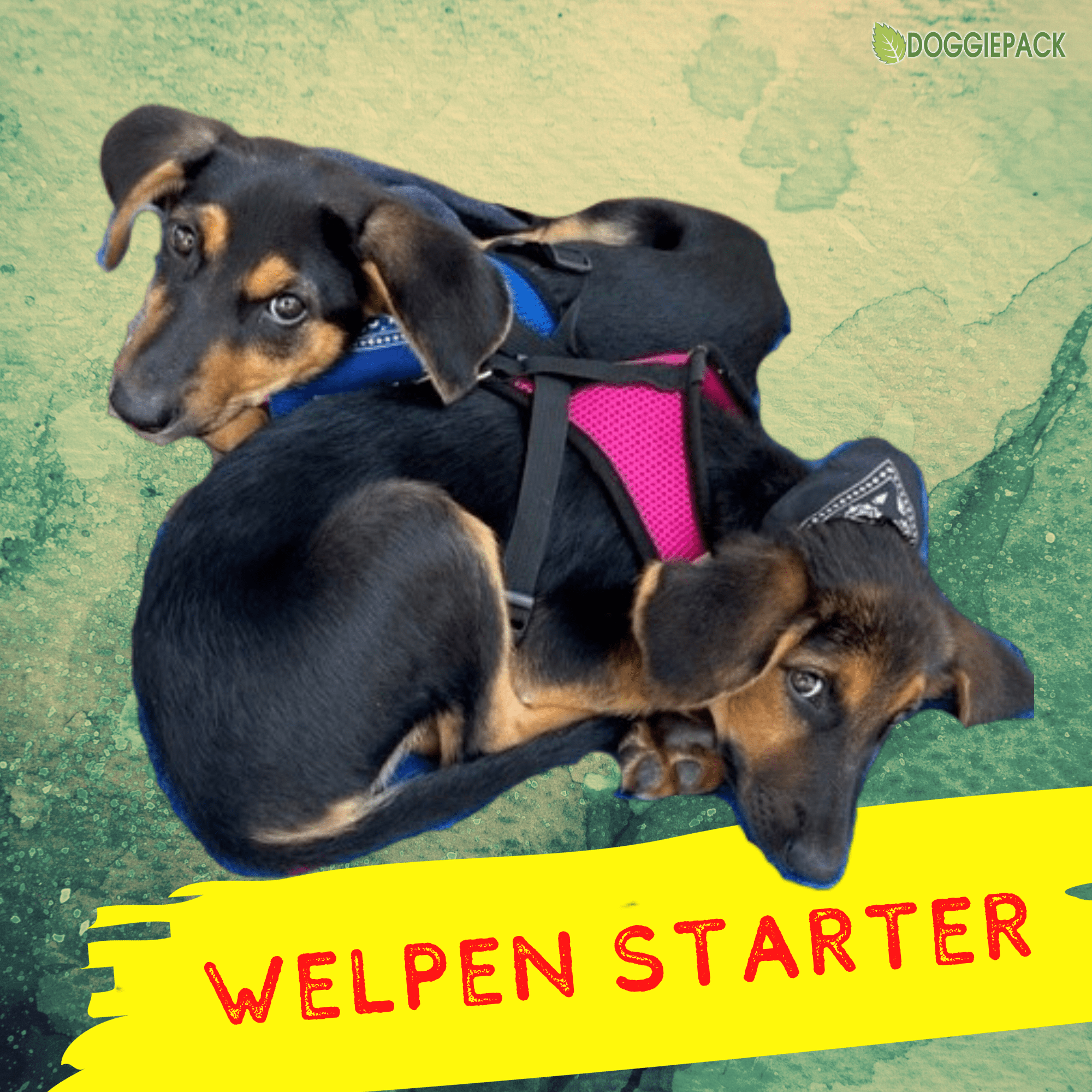 barf-start-paket-fuer-welpen