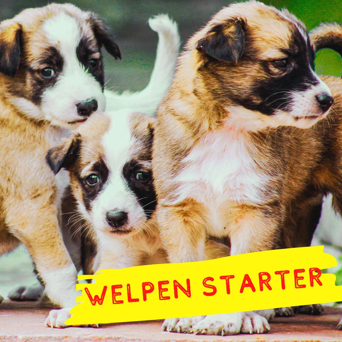 Welpen Starter-Paket