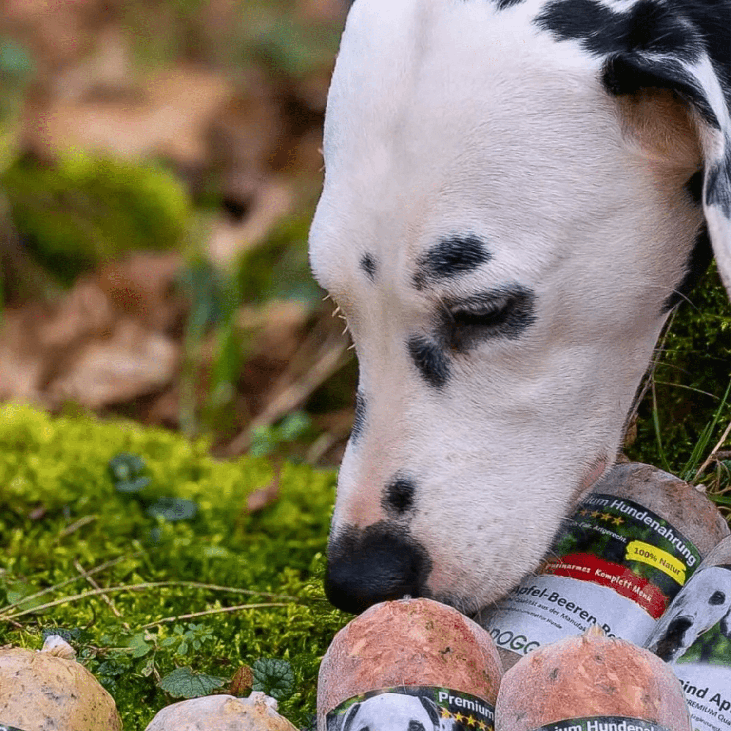 purinarm-fuettern-ist-besser-fuer-dalmatiner