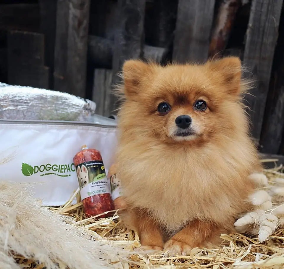 hundefutter-probierpaket-mit-pomeran-hund-kleine-barf-menues-mit-gratis-kuehltasche-aus-alten-plastikflaschen