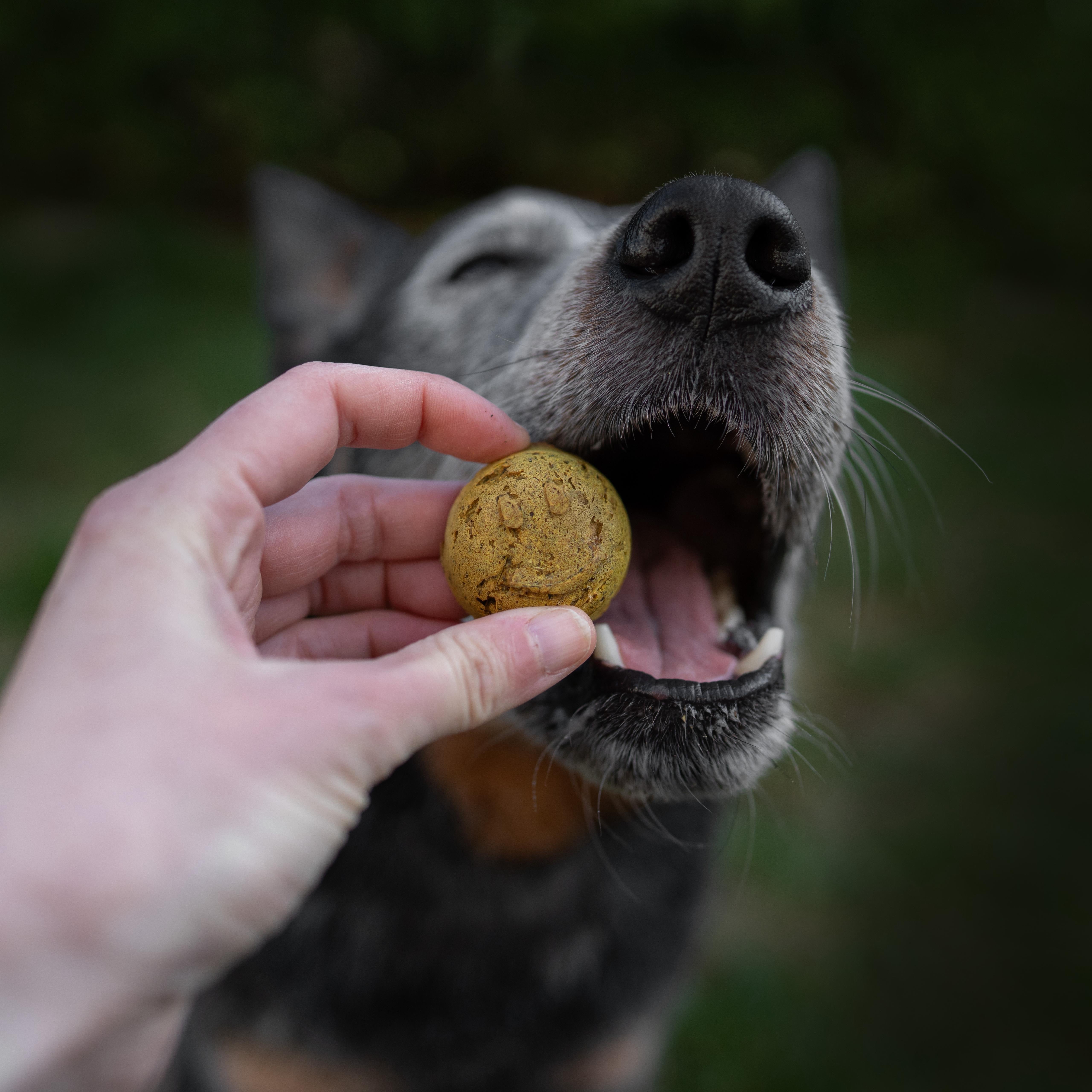Backmischung Hundekekse Sparpaket