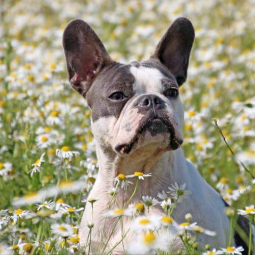 frenchie-auf-kamillen-wiese