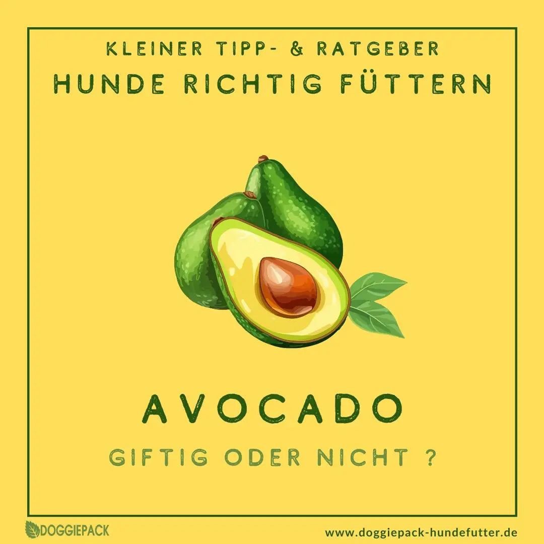 Avocado für Hunde: Giftig oder nicht?