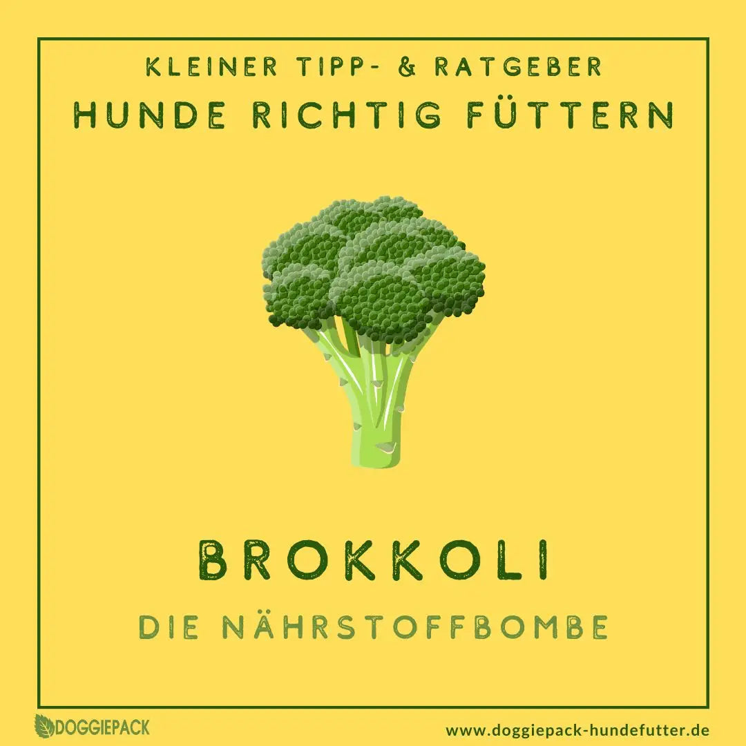 Brokkoli für Hunde – Einfach super!