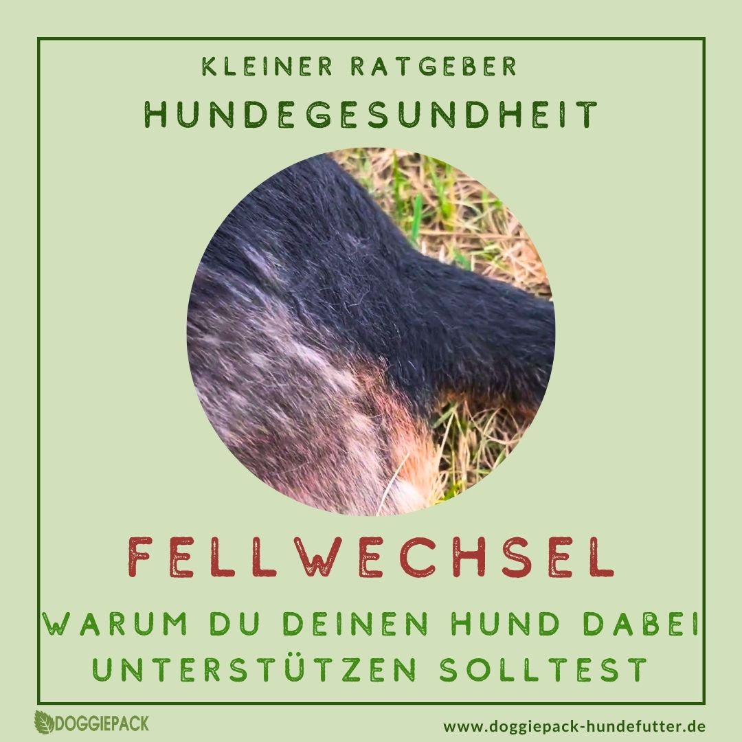 Warum Du Deinen Hund im Fellwechsel unterstützen solltest