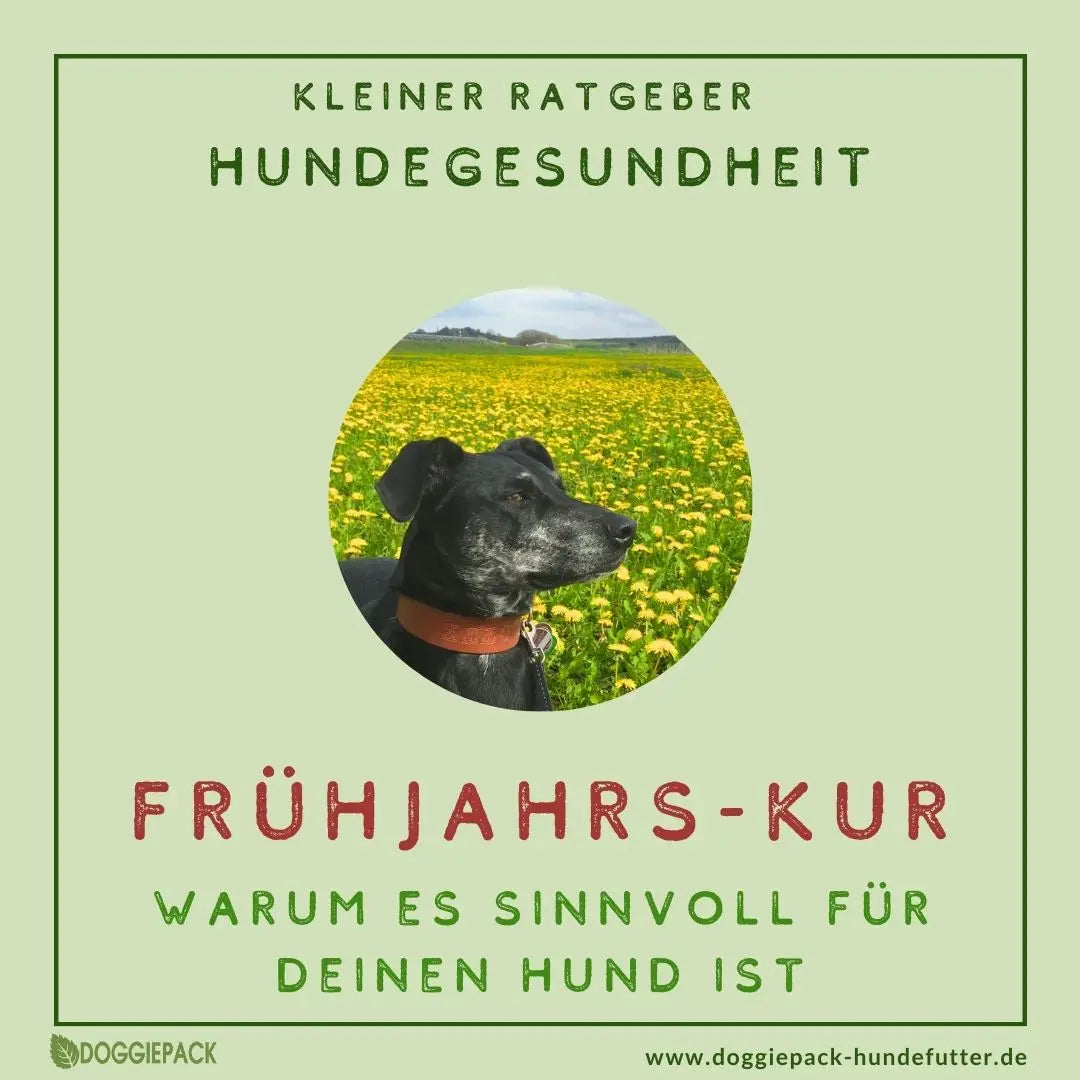 Frühjahrs-Kur – Warum sie absolut sinnvoll für Deinen Hund ist