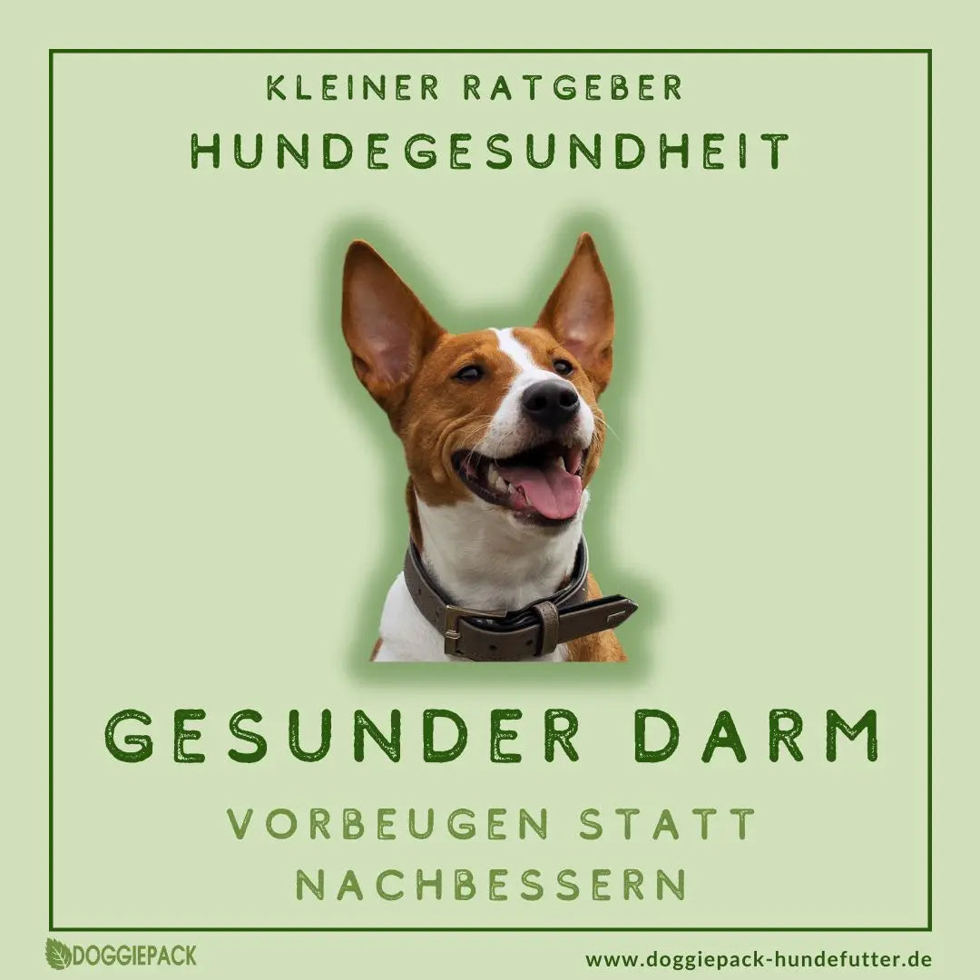 Gesunder Darm macht unsere Hunde stark! Vorbeugen statt nachbessern
