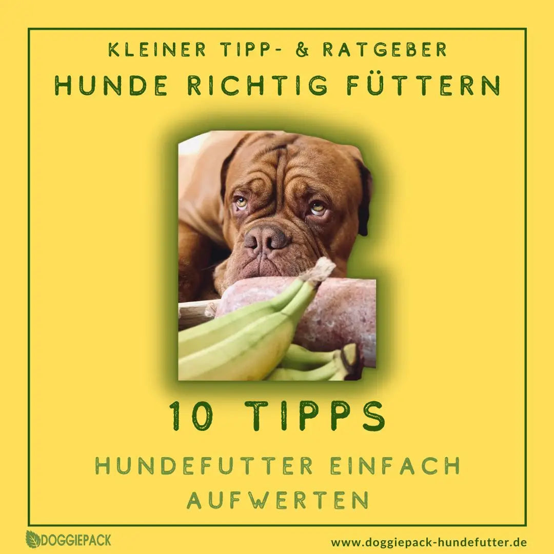Hundefutter aufwerten 10 Tipps
