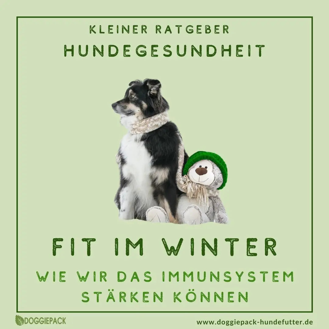 Starkes Immunsystem beim Hund