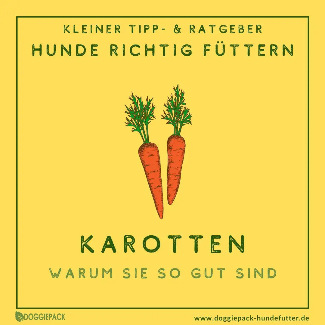 Karotten für Hunde – Warum sie so gut sind