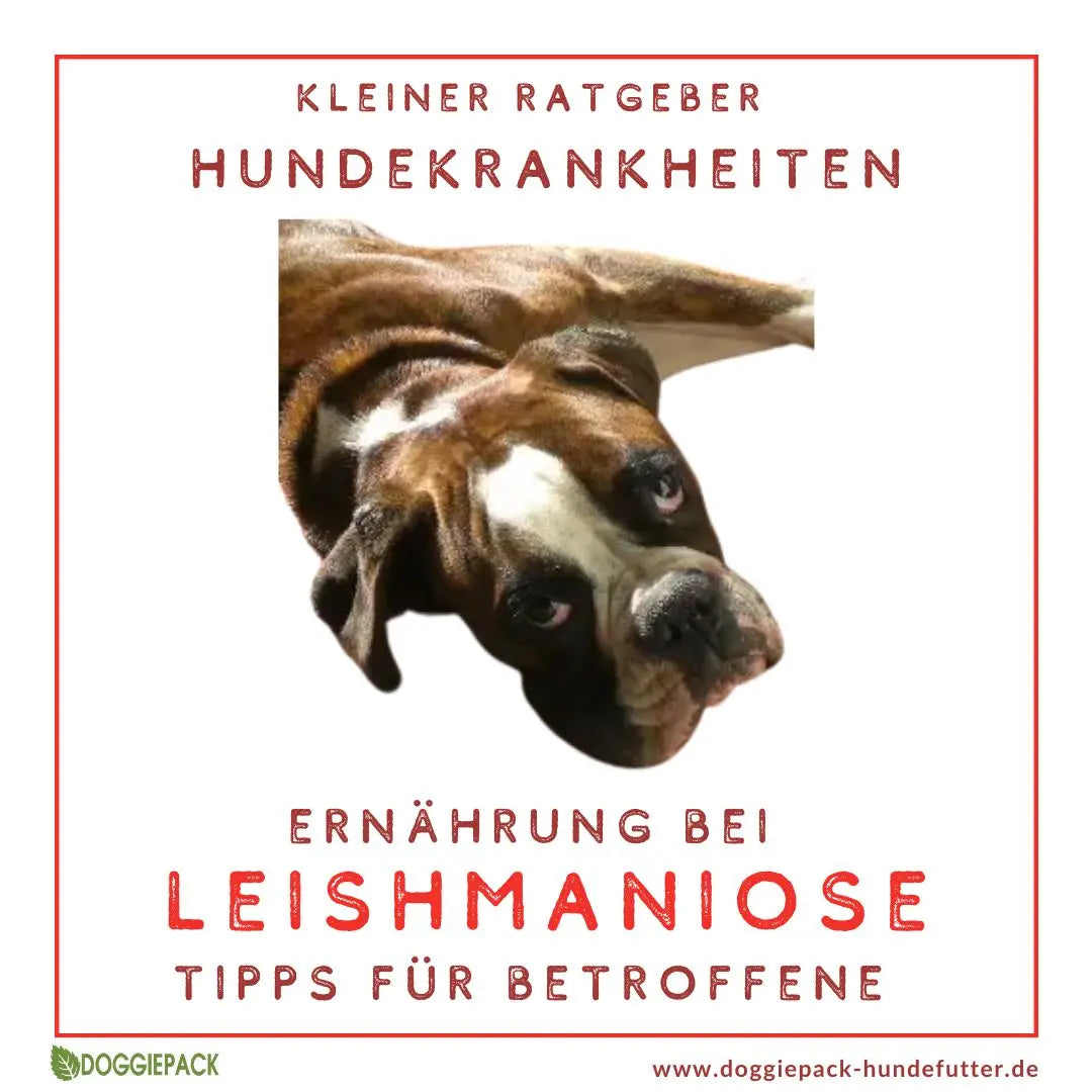 Ernährung bei Leishmaniose – Tipps für Hundehalter