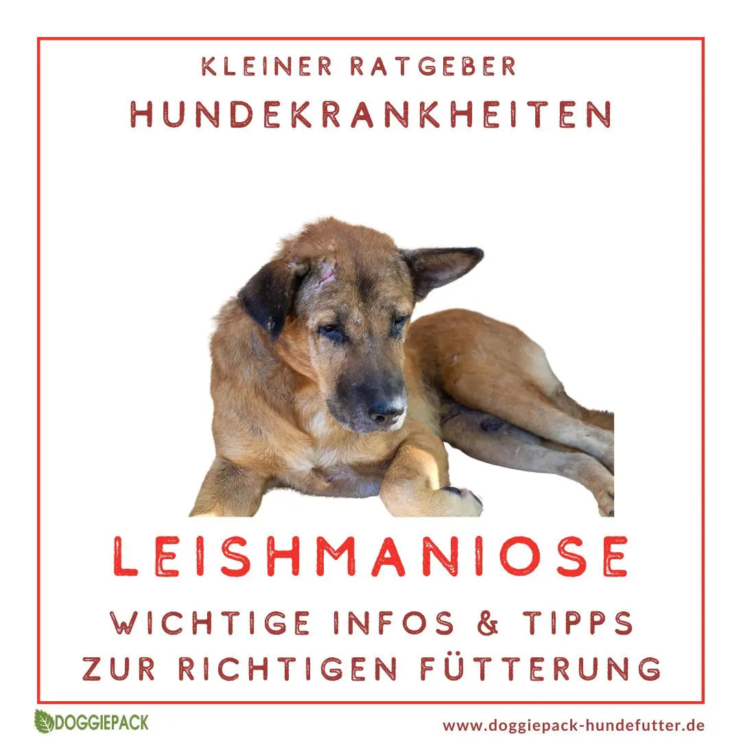 Leishmaniose beim Hund