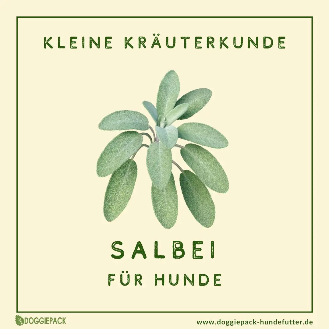 Beste Maulpflege: Salbei für Hunde