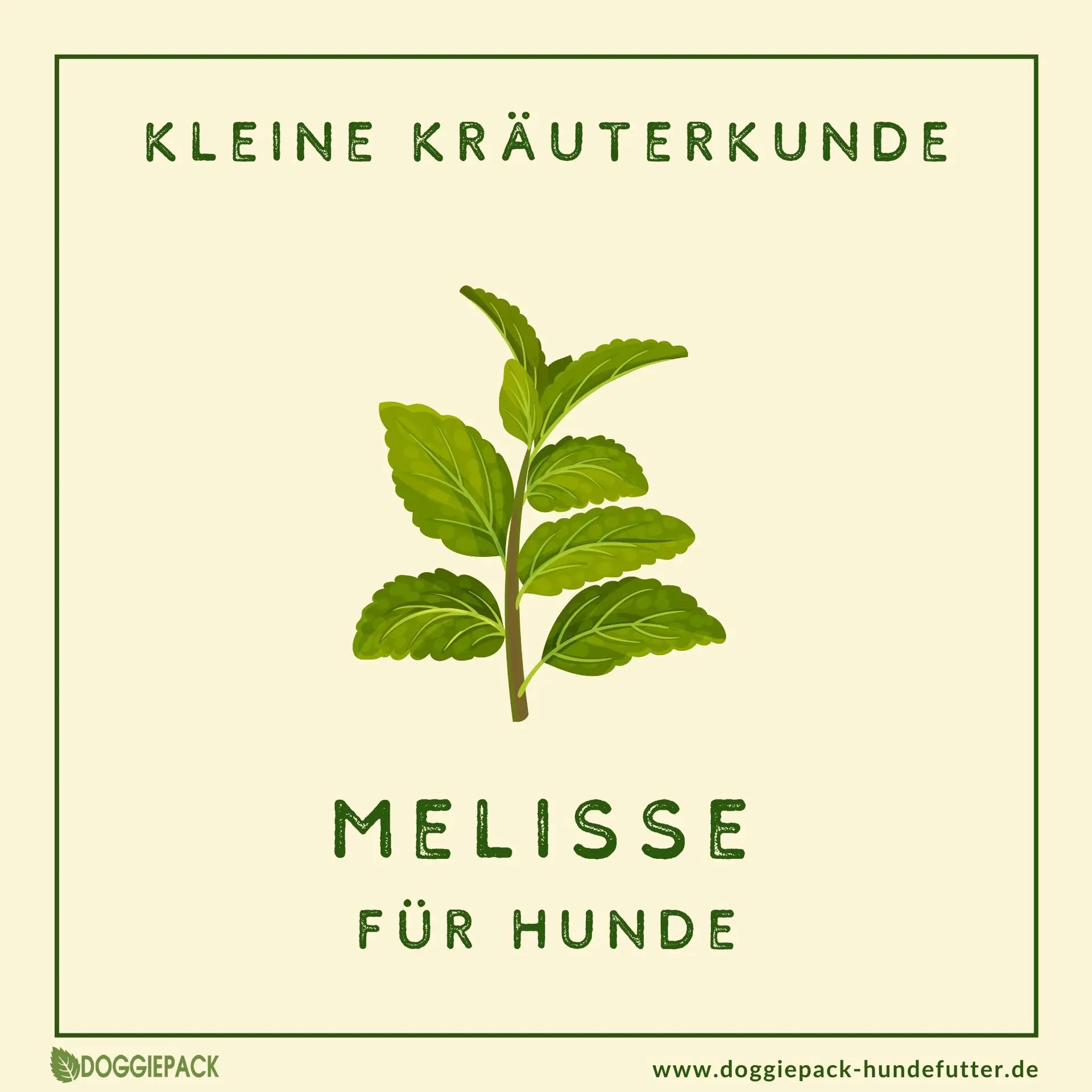 Melisse für Hunde &#8211; bei Angst, Stress und Bauchweh