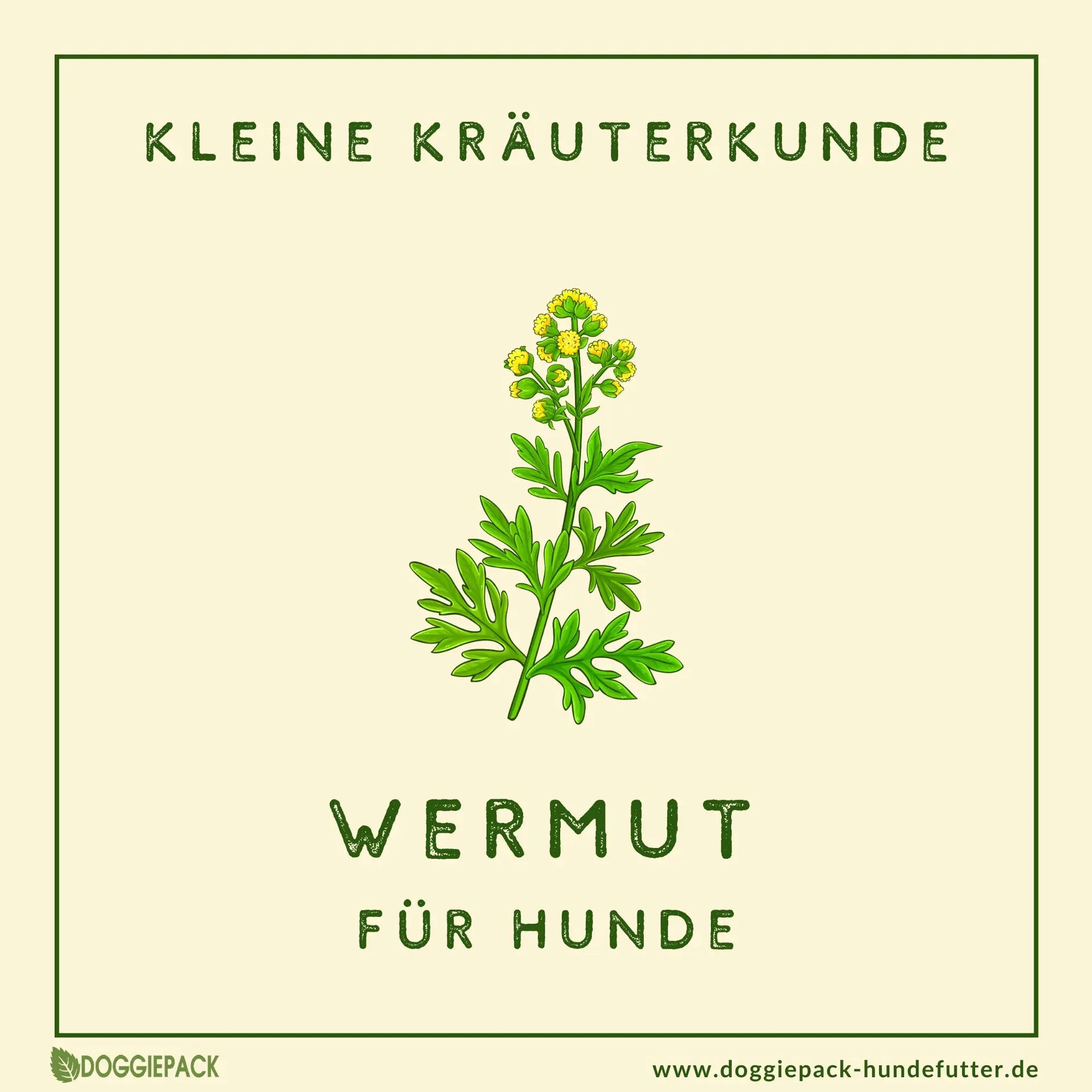 Wermut für Hunde: Super-Kraut für den Darm und sanfte Wurmkur