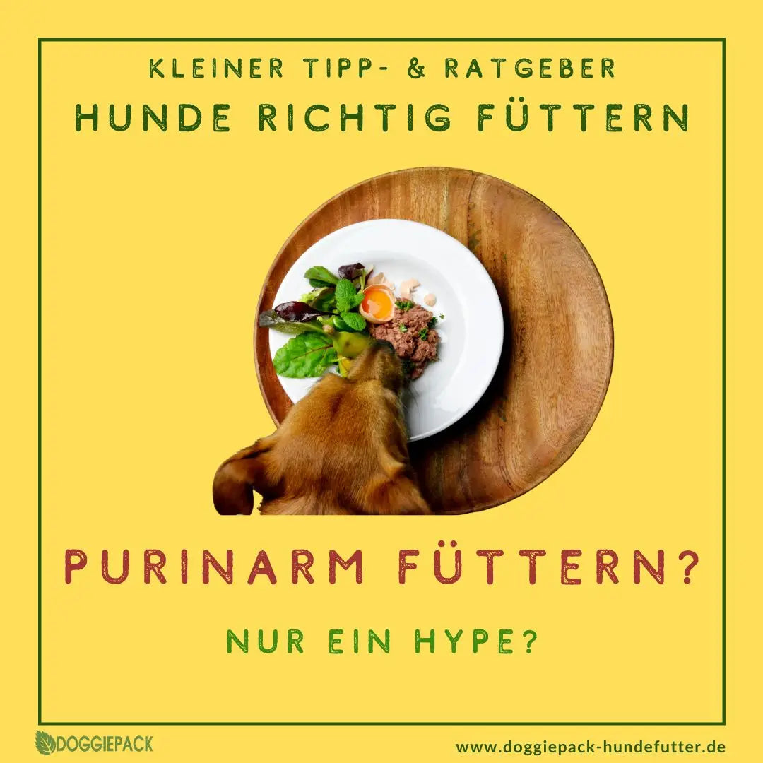 Purinarme Ernährung von Hunden