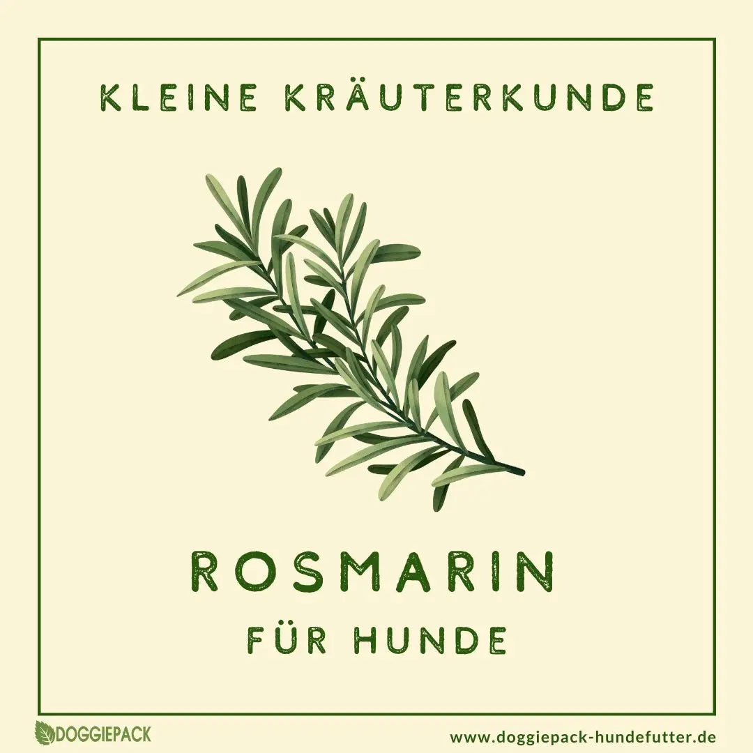 Rosmarin für Hunde