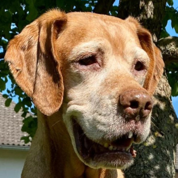 alter-hund-mit-grauer-schnauze