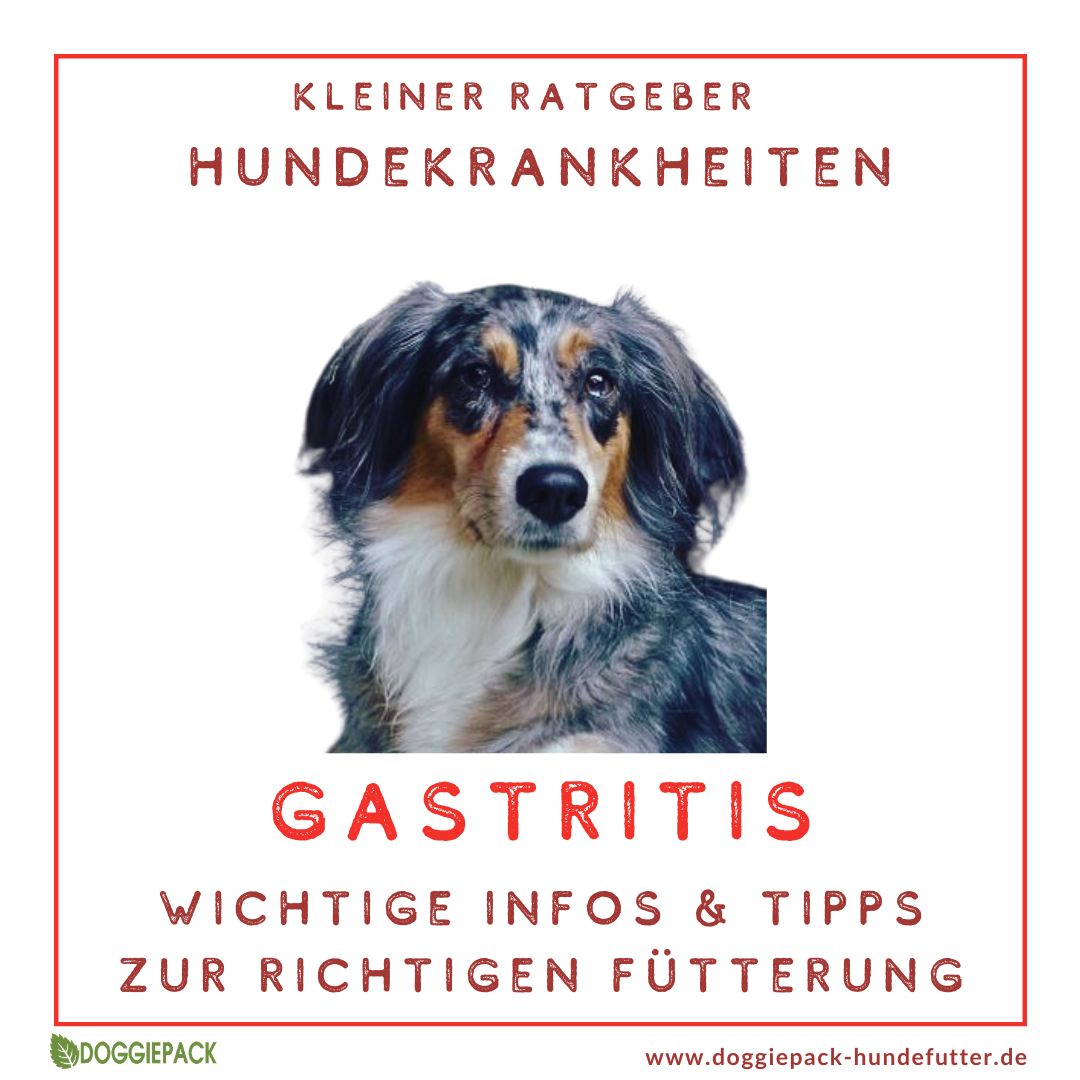 Gastritis-Pack PLUS - bei akuter und chronischer Gastritis