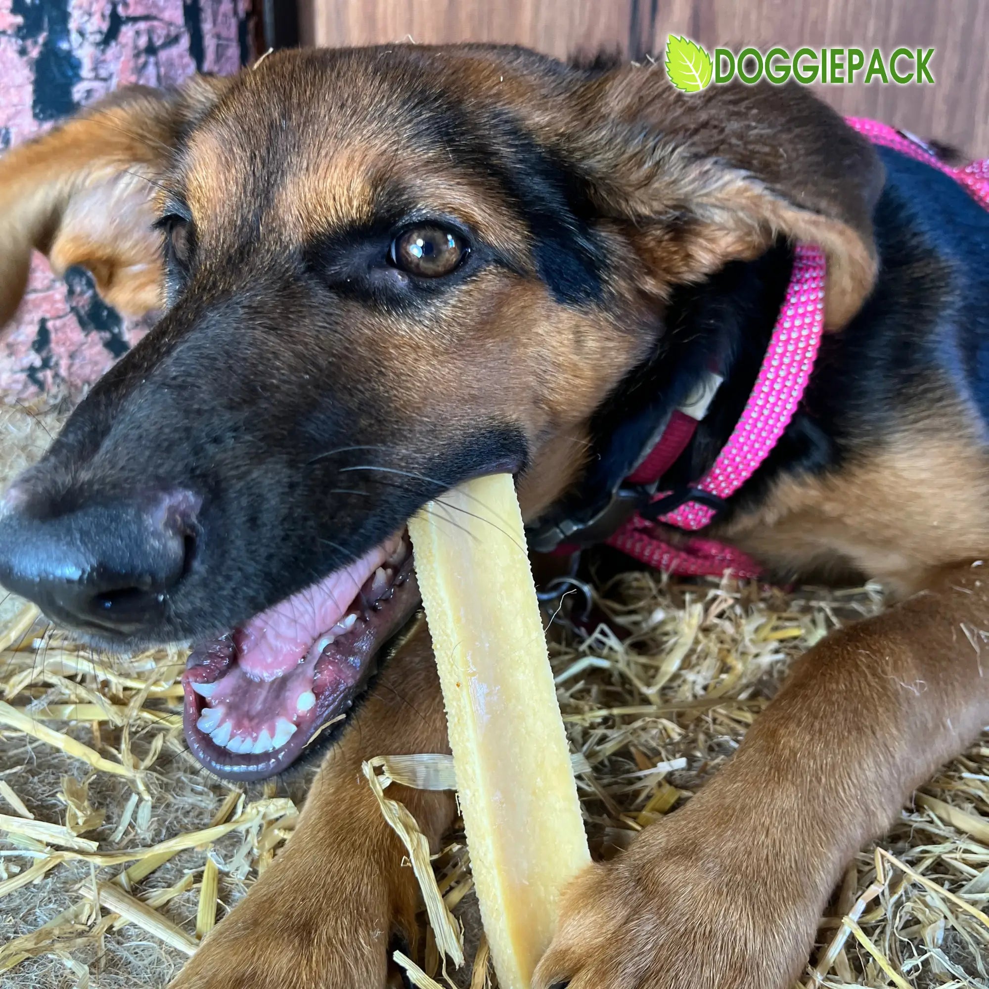 picco-von-doggiepack-fuenf-monate-alt