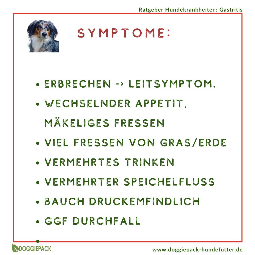 Gastritis-Pack PLUS - bei akuter und chronischer Gastritis