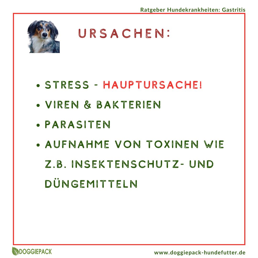 Gastritis-Pack PLUS - bei akuter und chronischer Gastritis