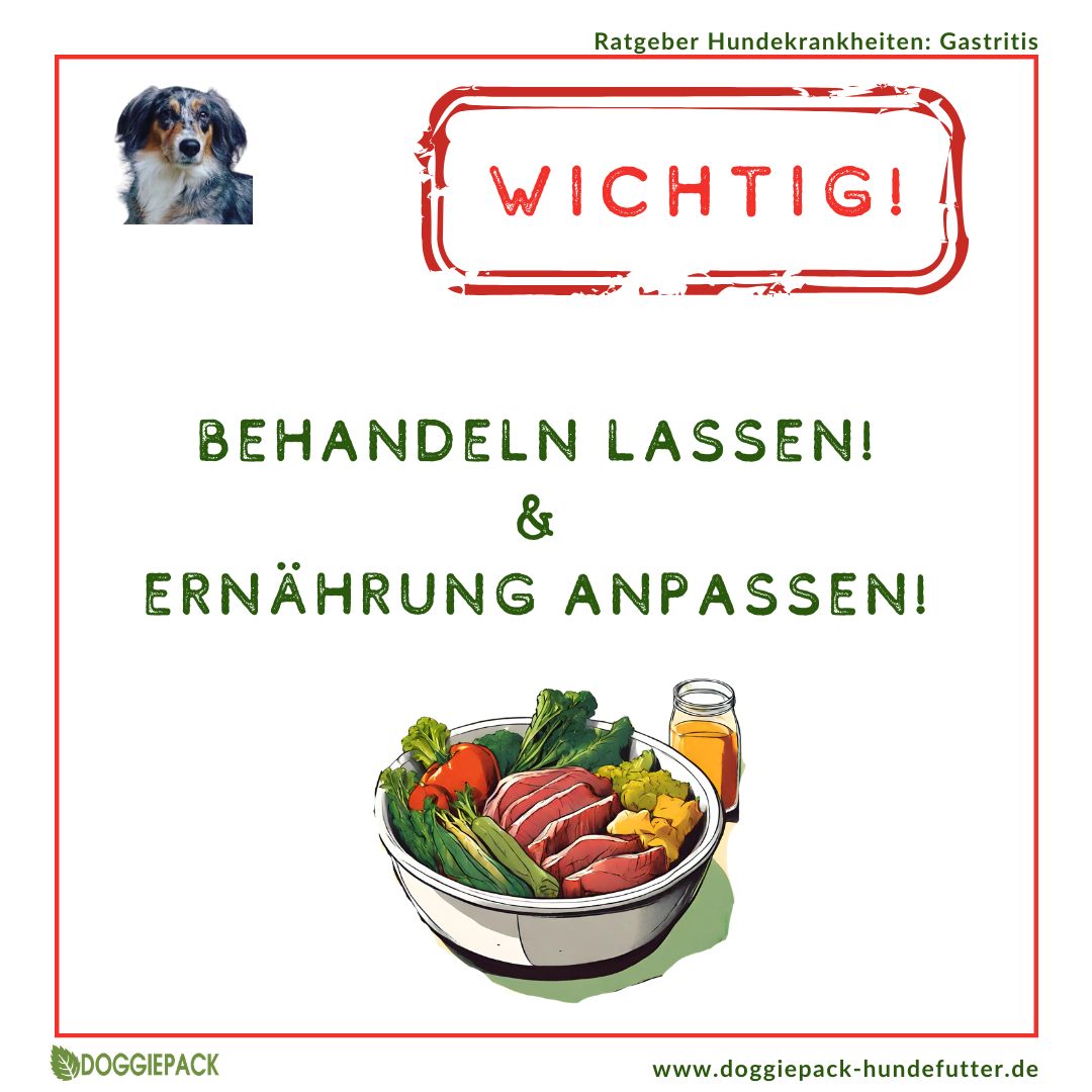 Gastritis-Pack PLUS - bei akuter und chronischer Gastritis